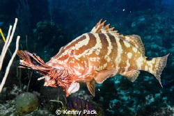 The Lionfish epidemic is starting to meet its demise than... by Kenny Pack 